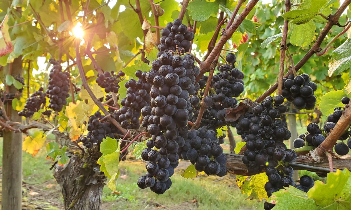 Aurora Colony Vineyards pinot noir grapes on vines