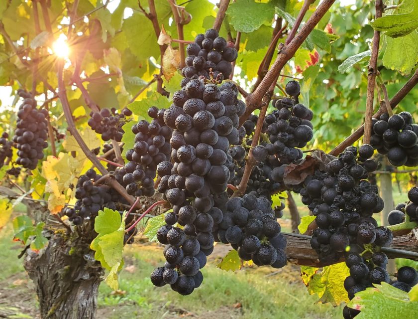 Aurora Colony Vineyards pinot noir grapes on vines