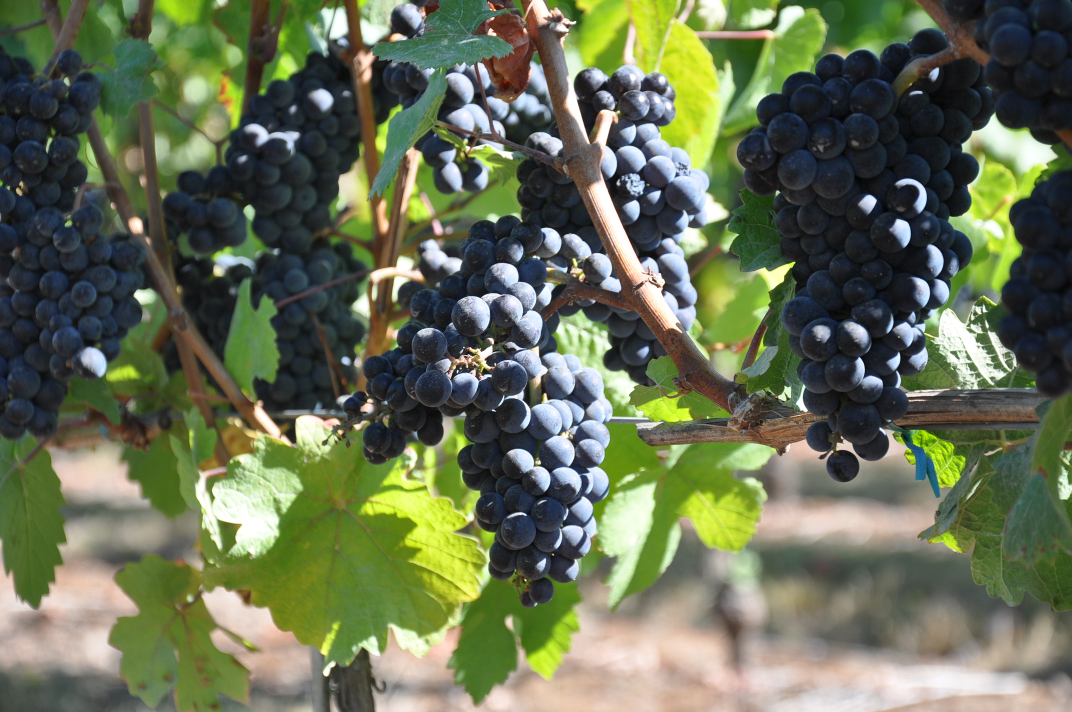 Aurora Colony Vineyards pinot noir grapes