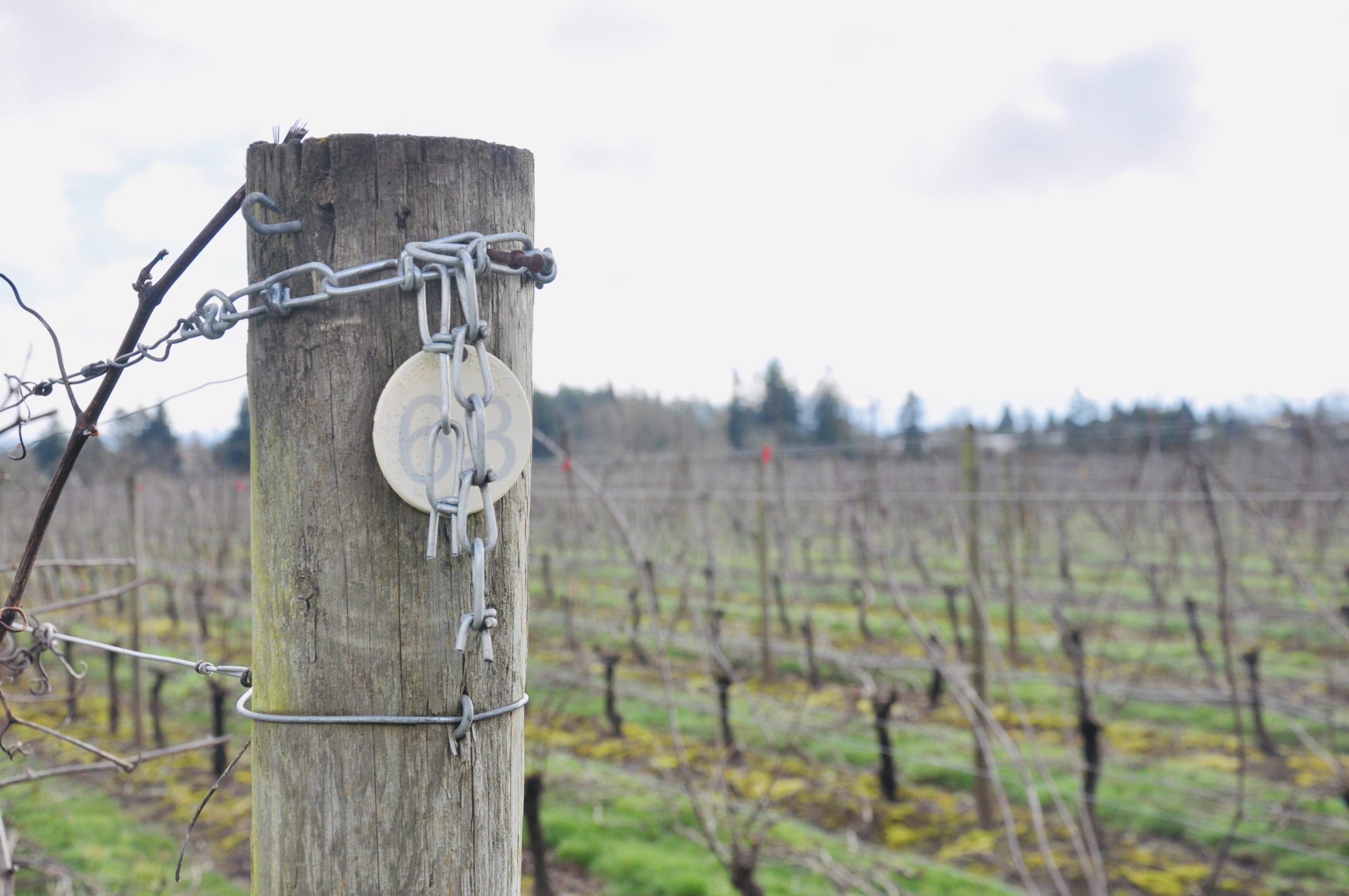 Spring grapevines with row marker