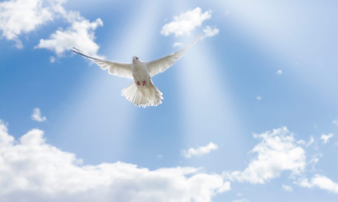 white-pigeons-dove-flying-on-blue-sky-2022-11-10-18-35-50-utc