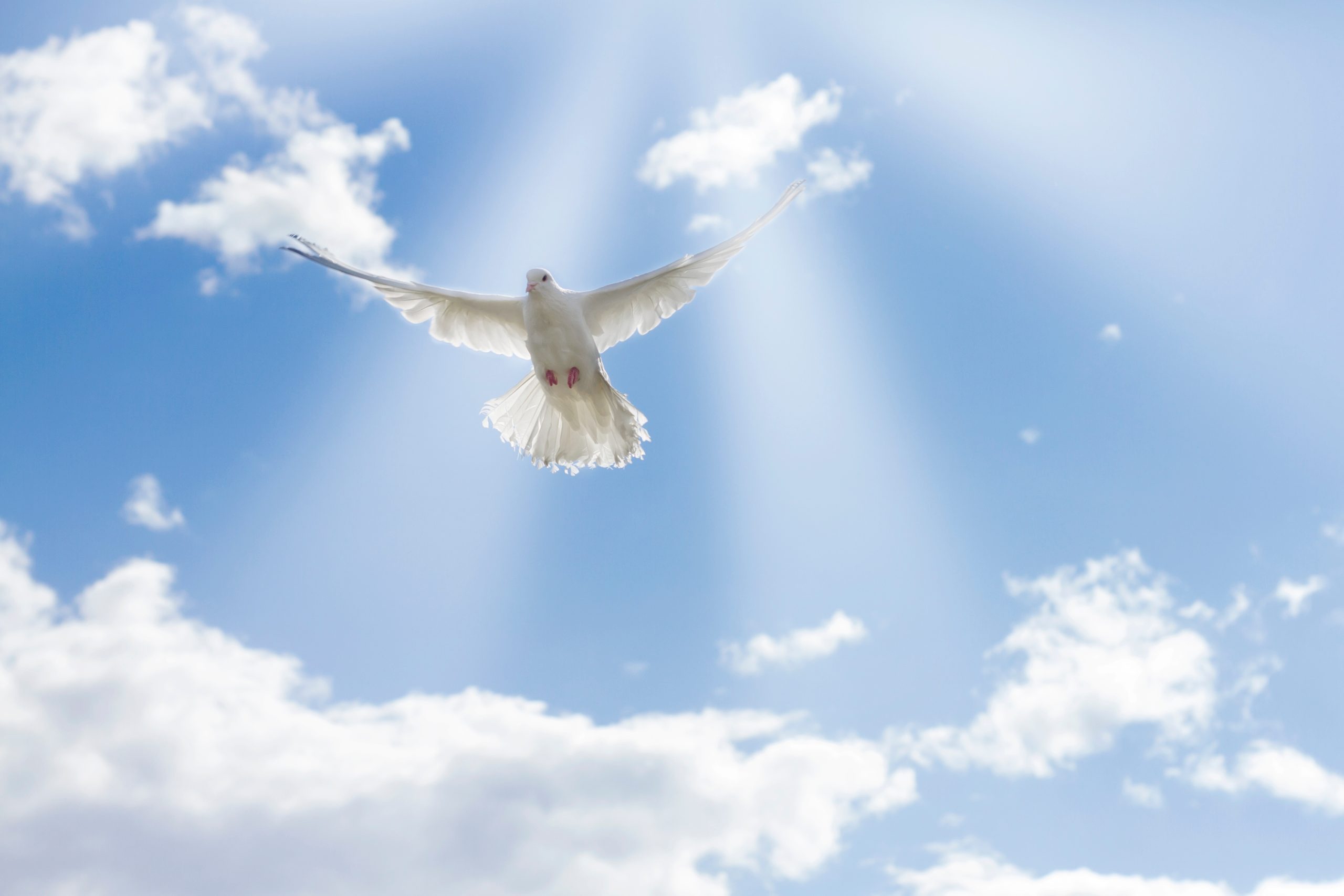 white-pigeons-dove-flying-on-blue-sky-2022-11-10-18-35-50-utc