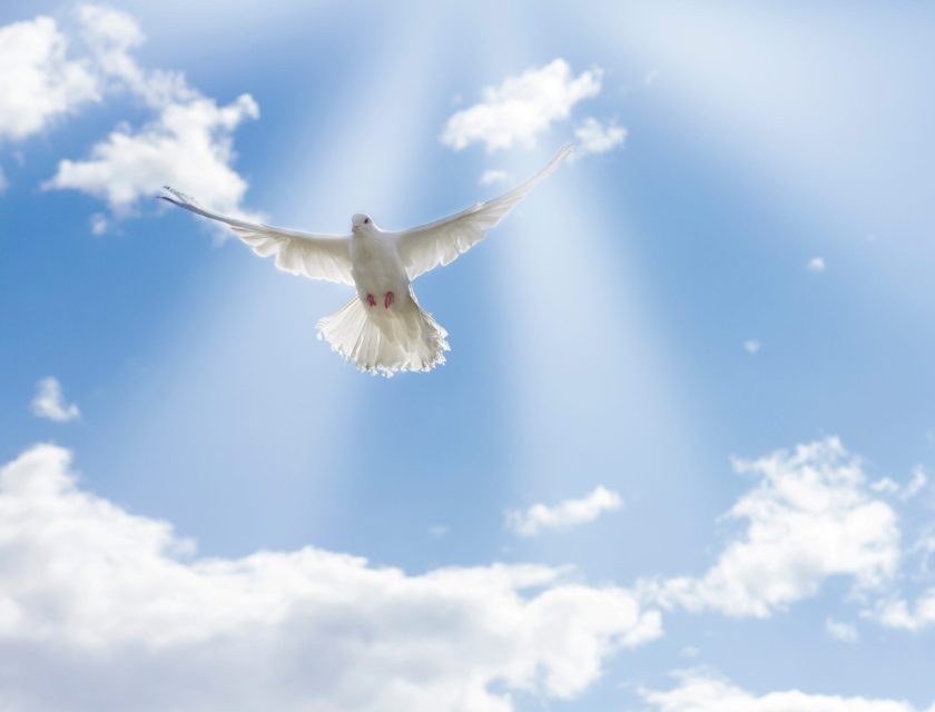 white-pigeons-dove-flying-on-blue-sky-2022-11-10-18-35-50-utc